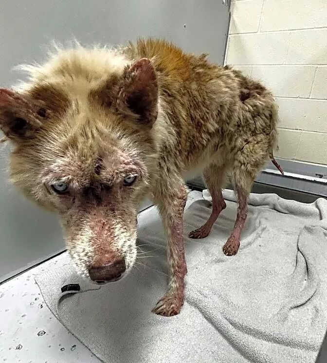 Shelter Workers Stunned By Hairless Husky's Transformation After Just 3 Months Of TLC