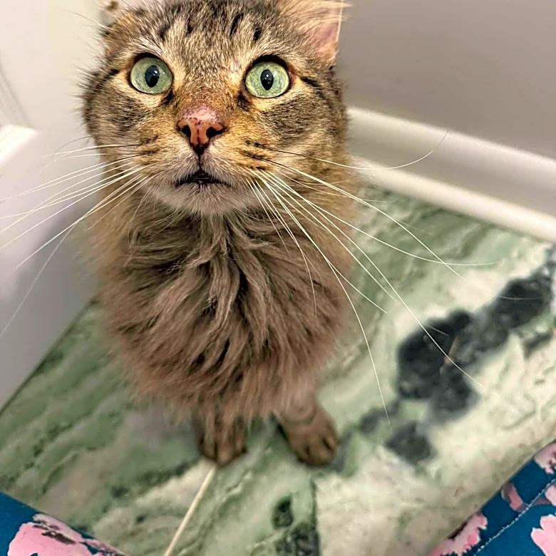 Woman Rescues Sick Shelter Cat — Then Reads The Heartbreaking Note In His File