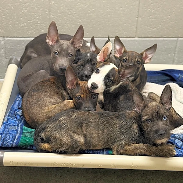 Employee Does Double Take After Litter Of ‘Strange-Looking’ Puppies Arrives At Shelter