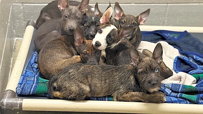 Employee Does Double Take After Litter Of ‘Strange-Looking’ Puppies Arrives At Shelter