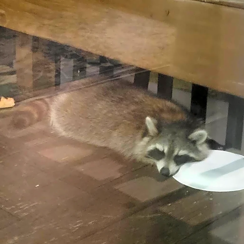 Woman Watches From The Window As Little Raccoon Makes His First Real Friend