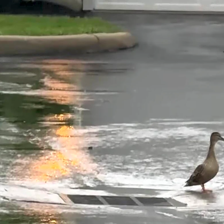 Mama Duck Guarding A Storm Drain Leads Rescuers To Her Trapped Babies