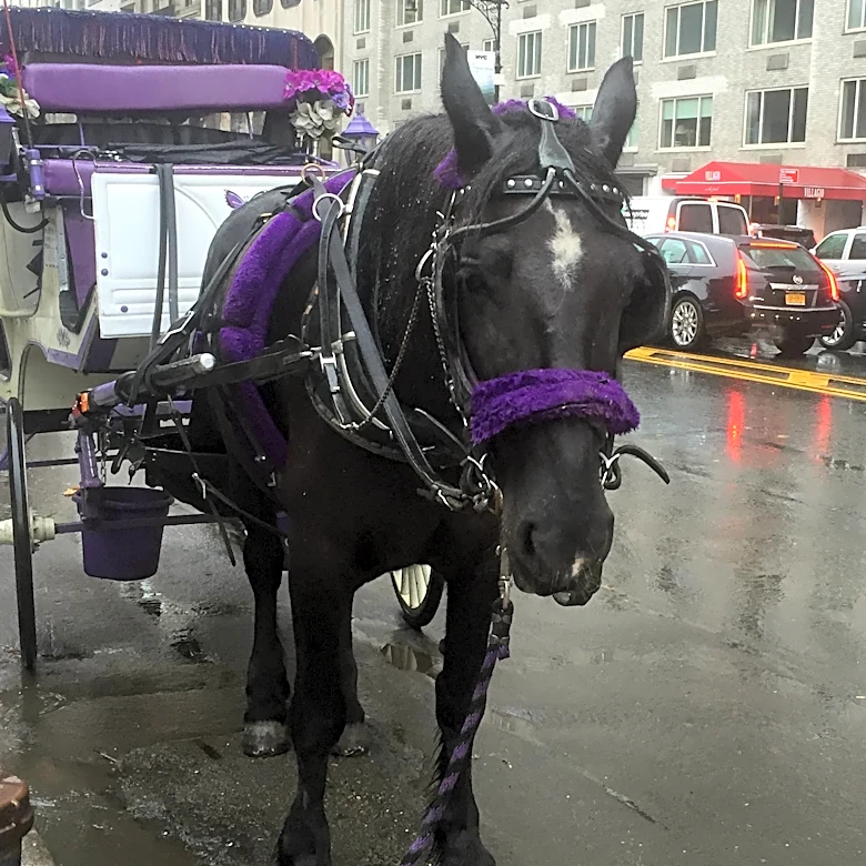 Mayor Zohran Mamdani Has The Opportunity To Ban Horse-Drawn Carriage Rides In NYC