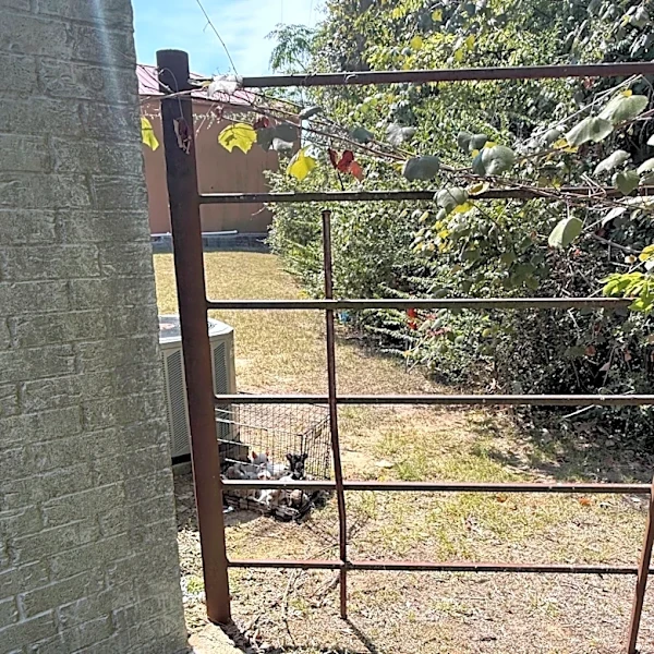 Woman Hears Cries Coming From Behind Building And Finds Cage With 16 Babies Piled Inside