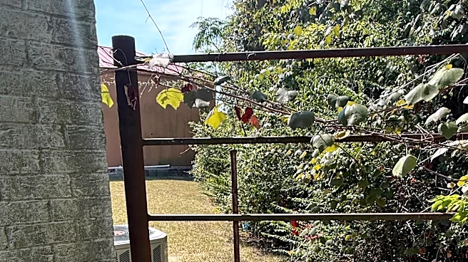 Woman Hears Cries Coming From Behind Building And Finds Cage With 16 Babies Piled Inside