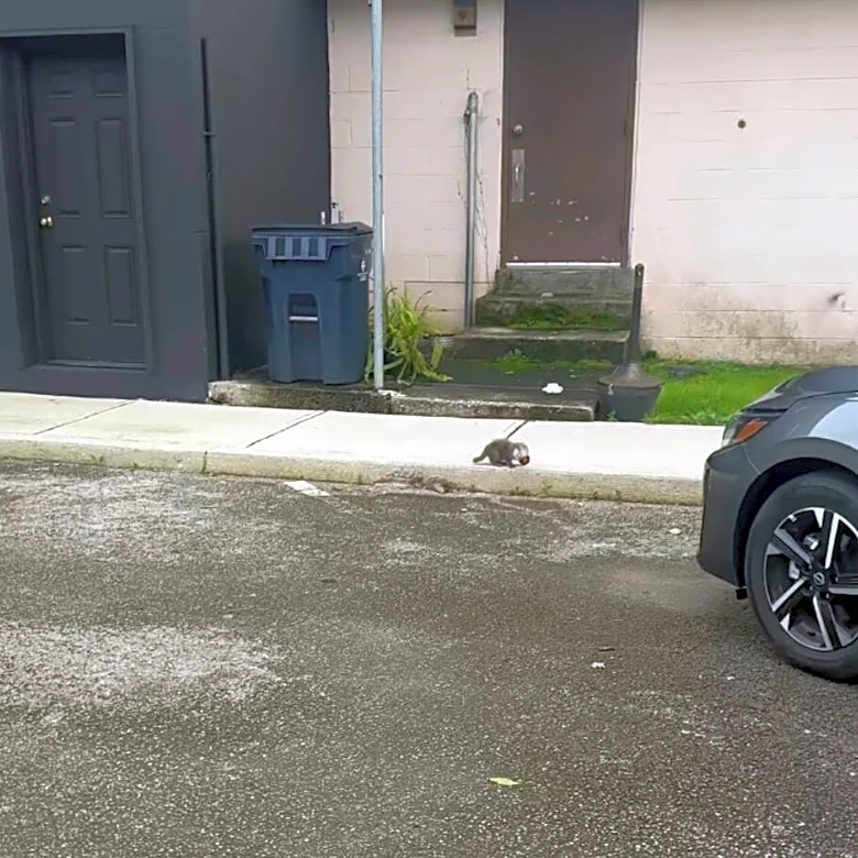 Woman Spots Dairy Queen Cup Moving On Sidewalk And Finds Fudge-Covered Baby Stuck Inside