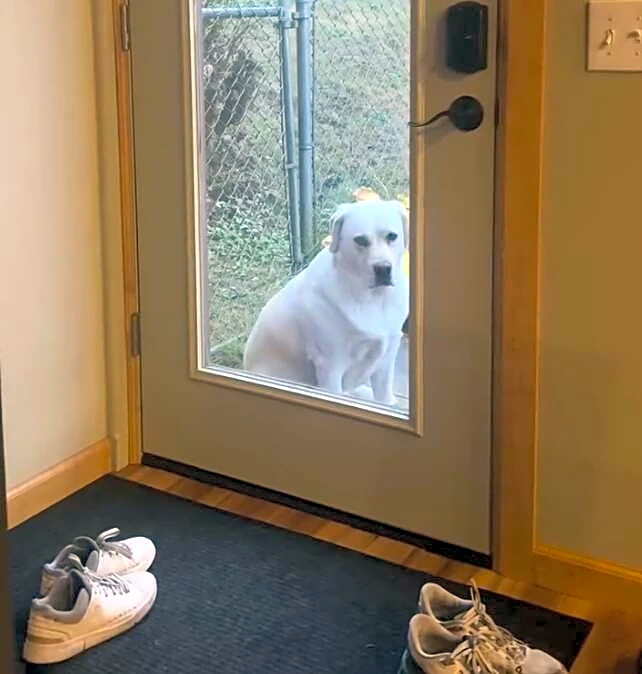Dog Refuses To Stop Staring At Airbnb Guests Until They Give Her What She Wants