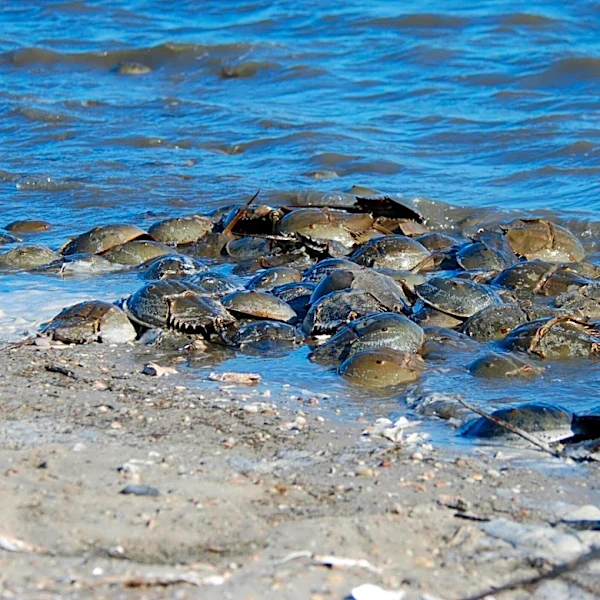 If You Find A Translucent Orb On The Beach, It May Be An 'Ancient Critter' About To Hatch