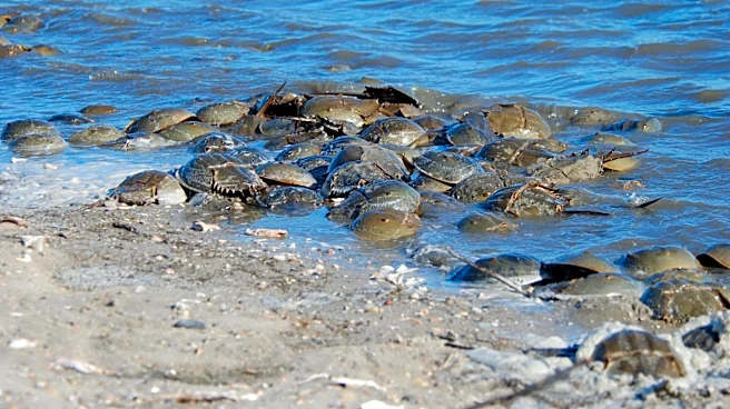 If You Find A Translucent Orb On The Beach, It May Be An 'Ancient Critter' About To Hatch