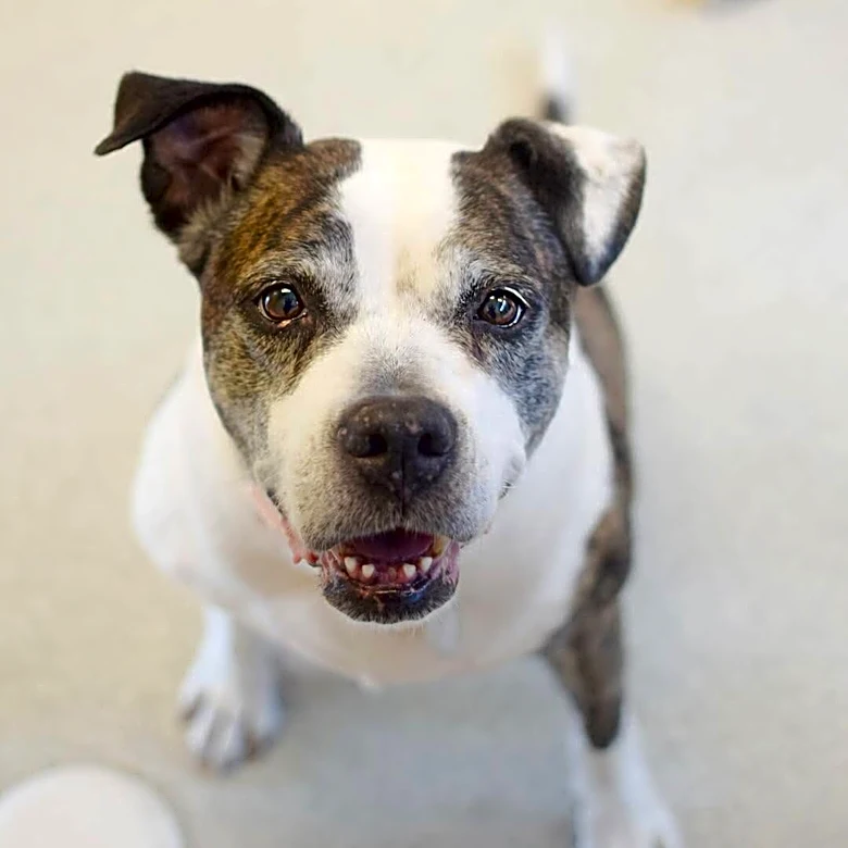 Senior Dog Gets The Sweetest Shelter Sendoff After Waiting 50 Days For A Home