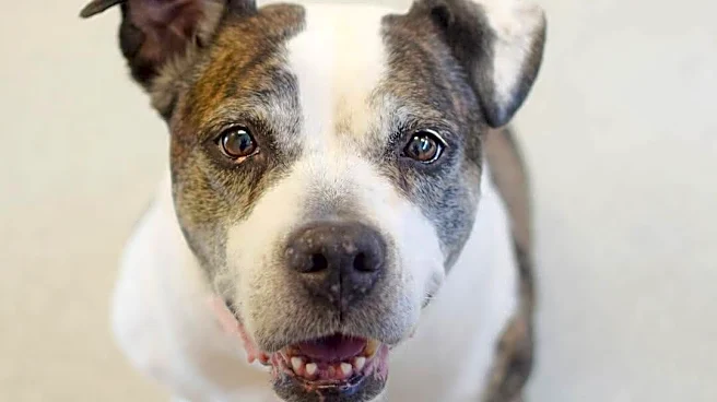 Senior Dog Gets The Sweetest Shelter Sendoff After Waiting 50 Days For A Home