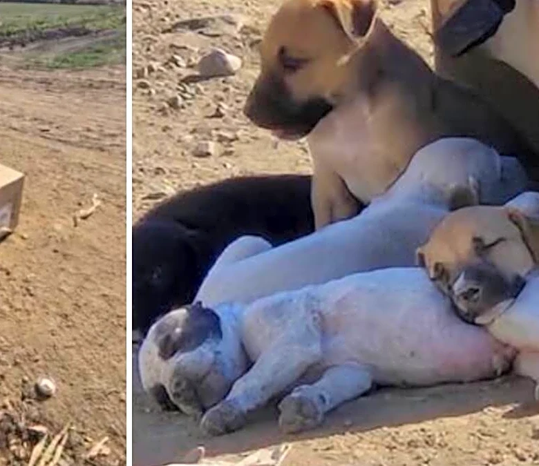 Rescuers Find Cardboard Box Bursting With Puppies Dumped By California Canal