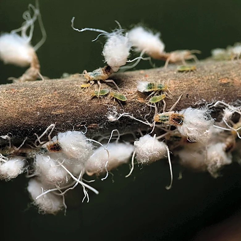 Man Picks Up Branch Covered In White Bugs — And Watches As They Start Dancing In Unison