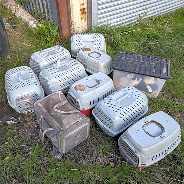 Man Out For Walk Finds Boxes Piled In Alley With 26 Little Lives Sealed Inside