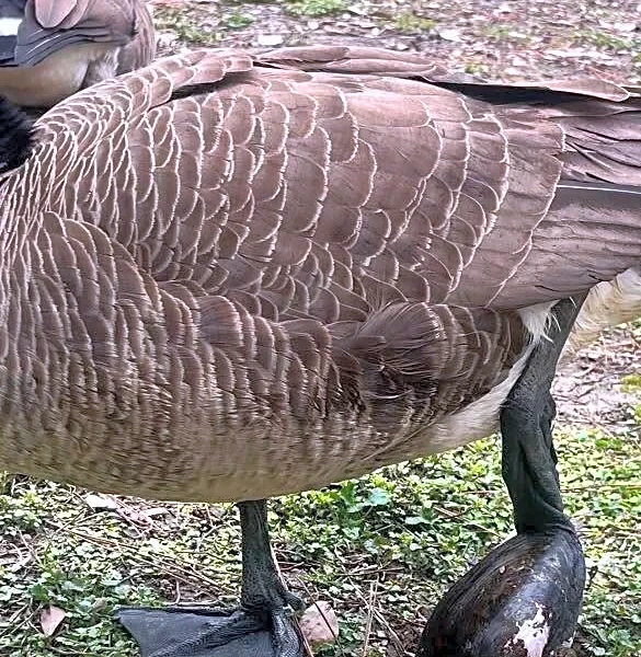 Man Sees A Goose Walking Strangely And Realizes There’s A Mussel Stuck On Her Foot