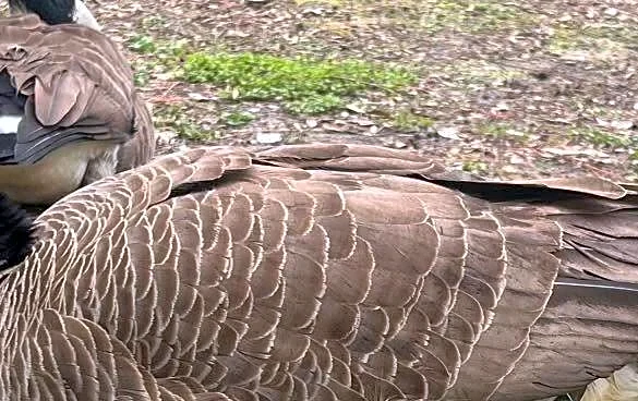 Man Sees A Goose Walking Strangely And Realizes There’s A Mussel Stuck On Her Foot