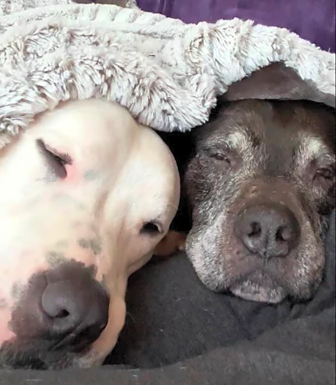 18-Year-Old Dog Gets Confused, So Her Brother Does The Sweetest Thing To Help