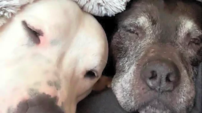 18-Year-Old Dog Gets Confused, So Her Brother Does The Sweetest Thing To Help