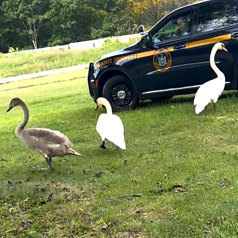 Police Stop Parkway Traffic Just In Time To Help Family Of Swans Get Back Home