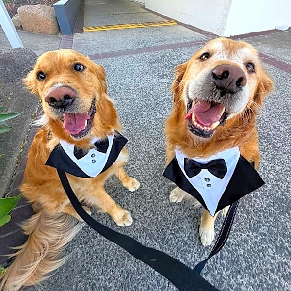 Ring Bearer Dogs Finish Their One Job Then Run Off For An Unplanned Swim