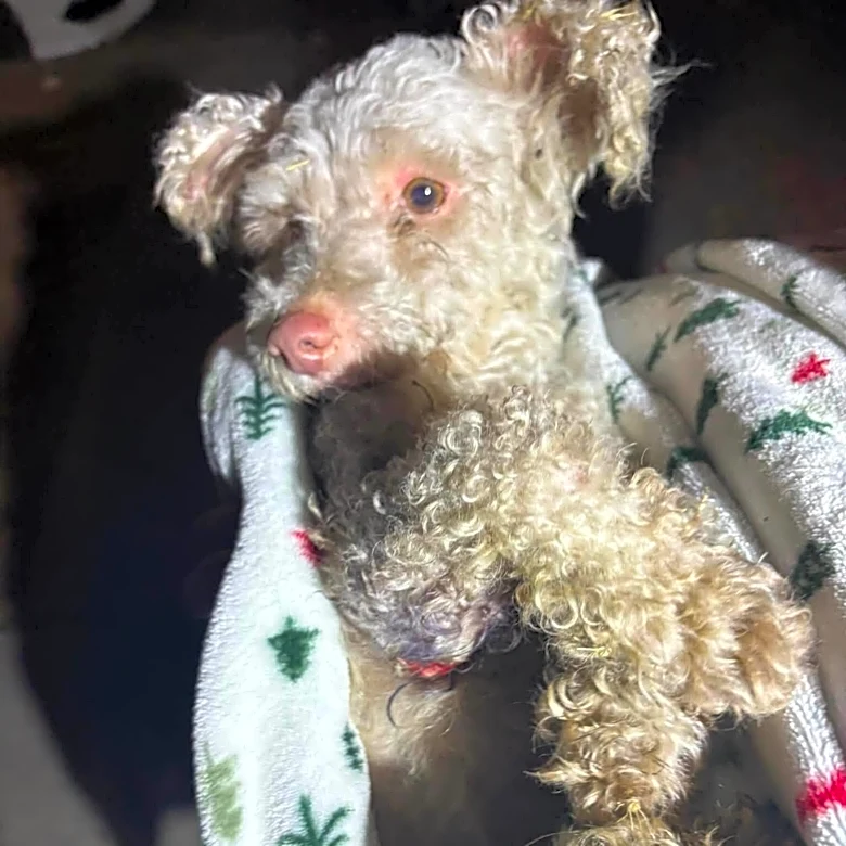 Watch The Awe-Inspiring Moment This ‘Paralyzed’ Dog Takes His First Steps