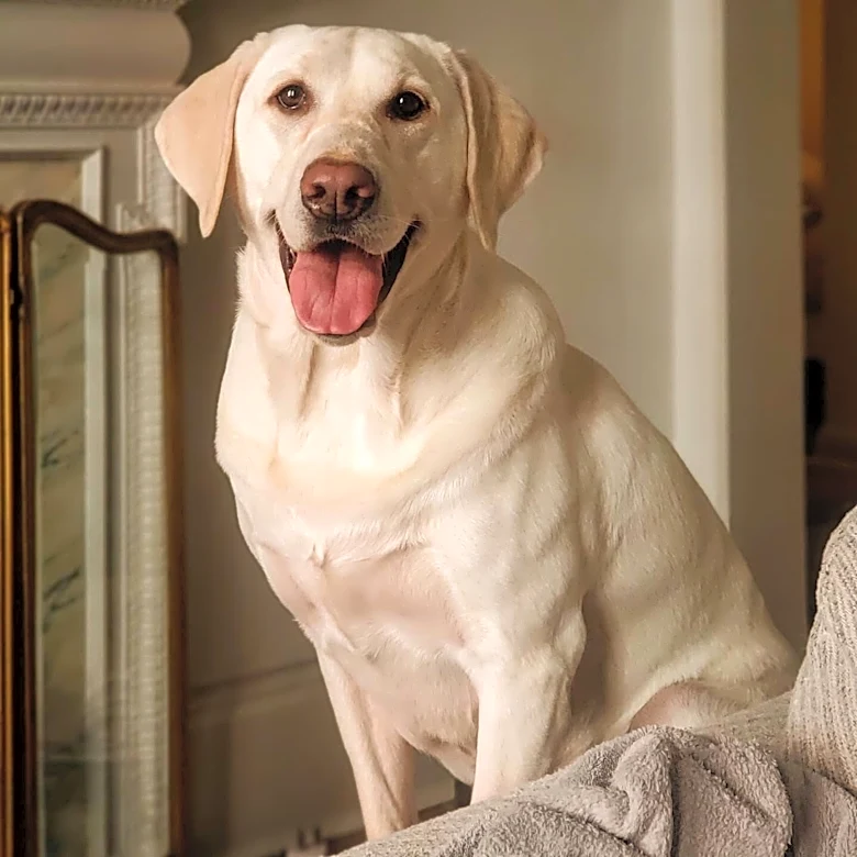Service Dog Joins Mom’s White Coat Ceremony And Gets His Own Surprise