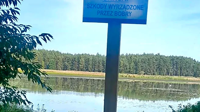 Beaver Finds Signpost Warning About Beavers, Promptly Chews It Down