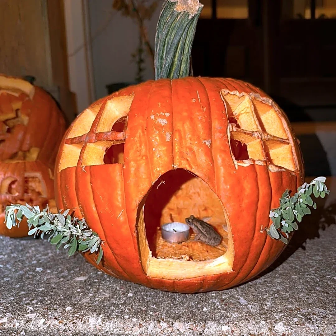 Woman Carves Pumpkin Into A House — Then A Wild Stranger Moves In