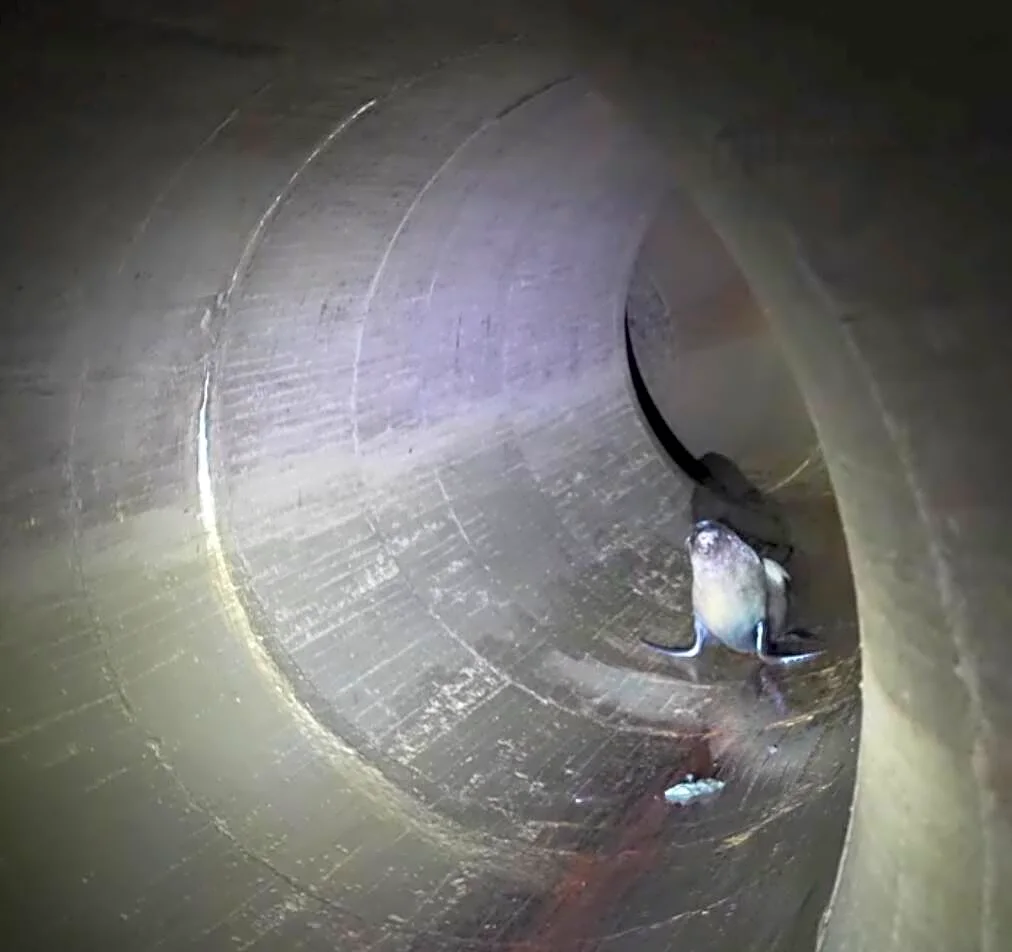 Dock Workers Follow Cries Through Dark Tunnels And Find 4 Trapped Seals