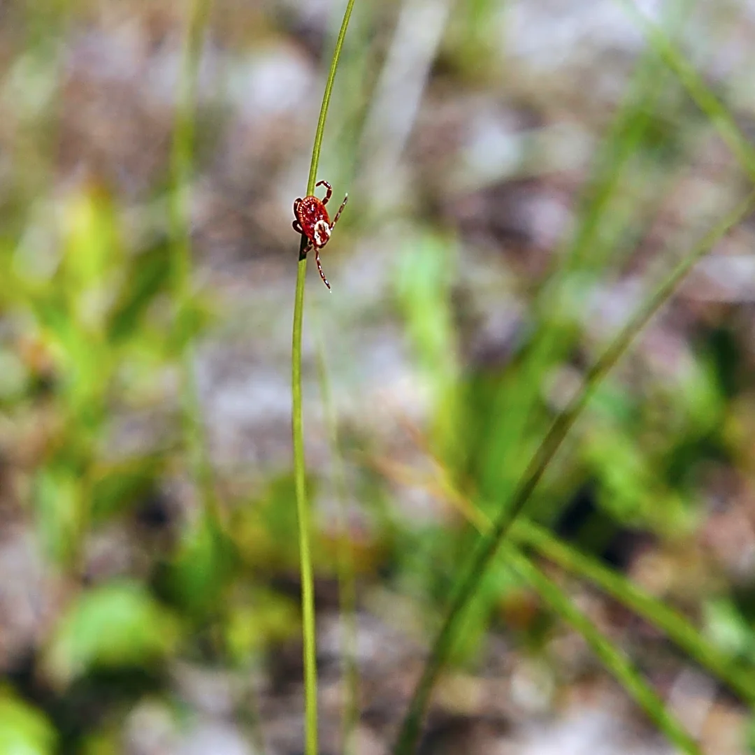 Tick Season Isn't Over, And The Lone Star Tick Could Put Your Pets At Risk