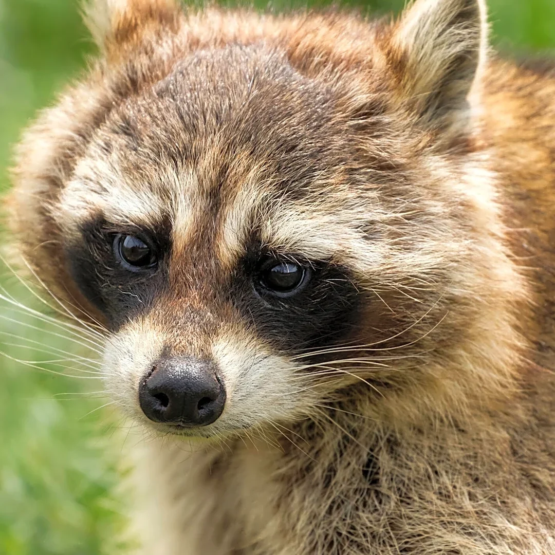 Shop Employees See A Baby Animal Pawing At The Door And Realize He's Asking For Help