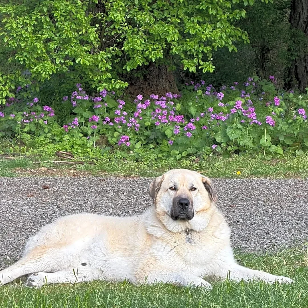 Woman Discovers Where Her ‘Escape Artist’ Dog Keeps Going When A 5-Page Report Arrives