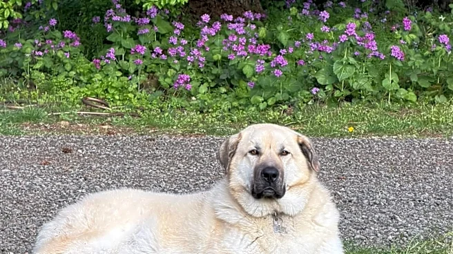 Woman Discovers Where Her ‘Escape Artist’ Dog Keeps Going When A 5-Page Report Arrives