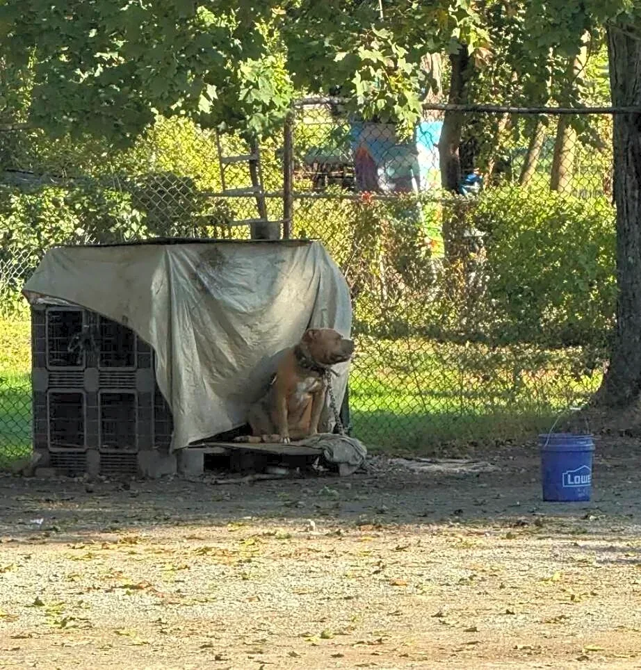 'Gentle Giant’ Showers Rescuers With Kisses The Moment They Cut His Heavy Chain