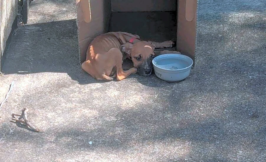 Woman Follows ‘Strange Noises’ To Dumpster And Finds Tiny Soul Living In Diaper Box