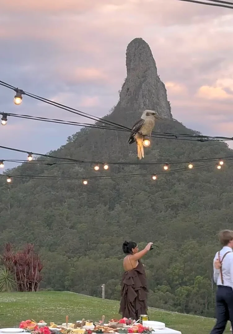 Wild Kookaburra Joins Wedding And Leaves Couple Convinced He’s Delivering A Special Message
