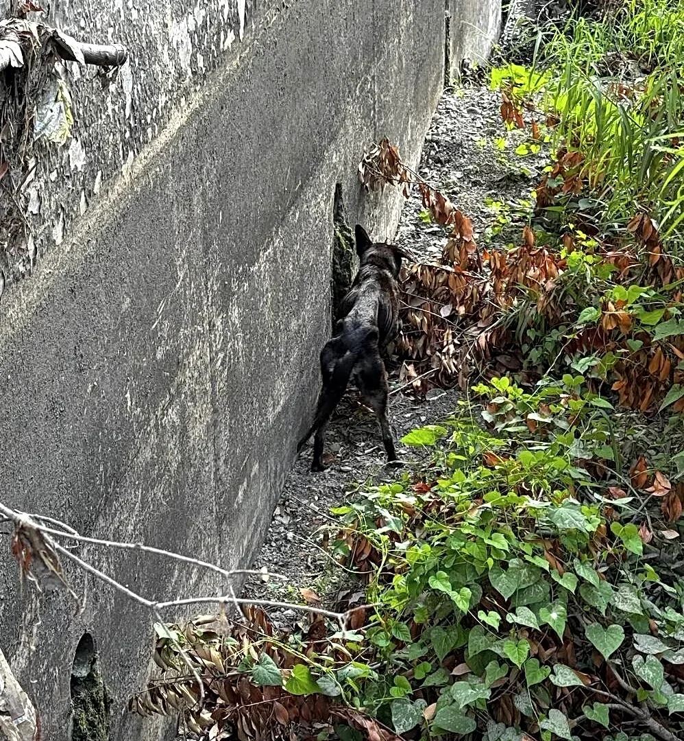 Rescuers Save Emaciated Dog From Spillway — And Gasp When They Learn Someone's Been Missing Her