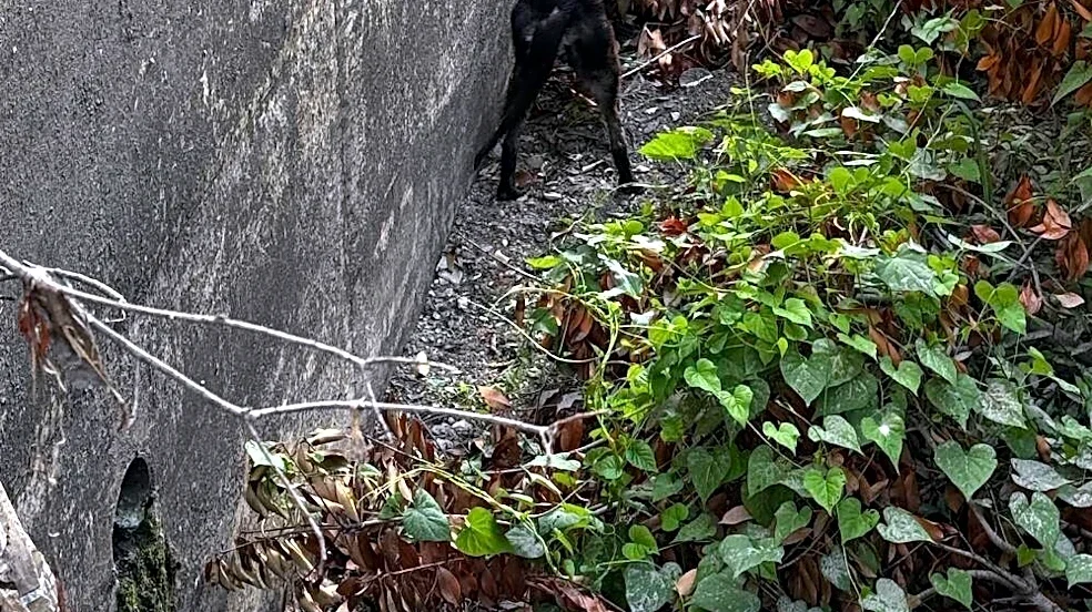 Rescuers Save Emaciated Dog From Spillway — And Gasp When They Learn Someone's Been Missing Her