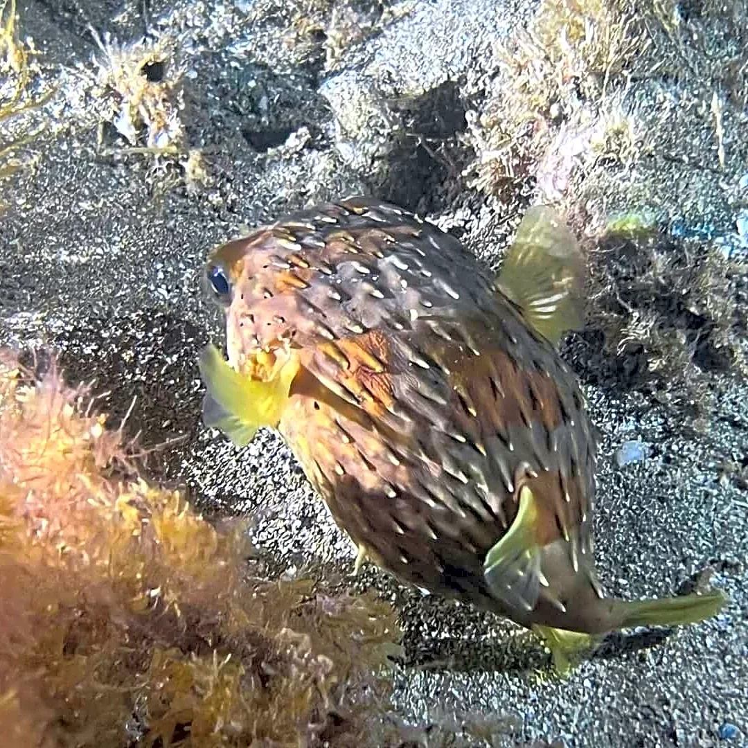 El Niño Is Pushing Tropical Fish To The California Coast — Like This Adorable Porcupinefish