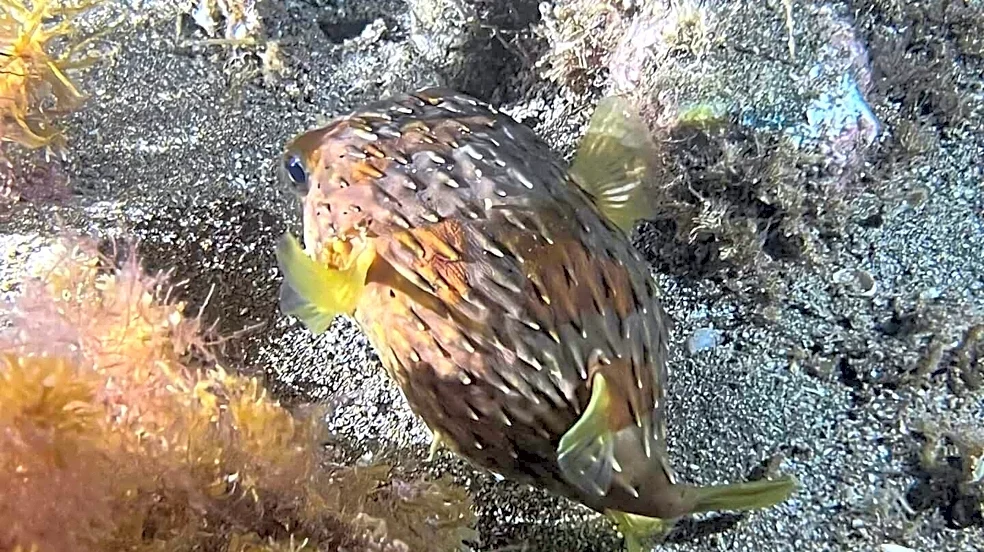 El Niño Is Pushing Tropical Fish To The California Coast — Like This Adorable Porcupinefish