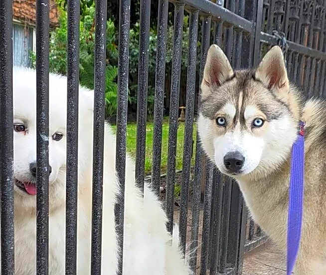 Husky Reaches Through Fence To Hold Paws With Her Neighbor Every Morning