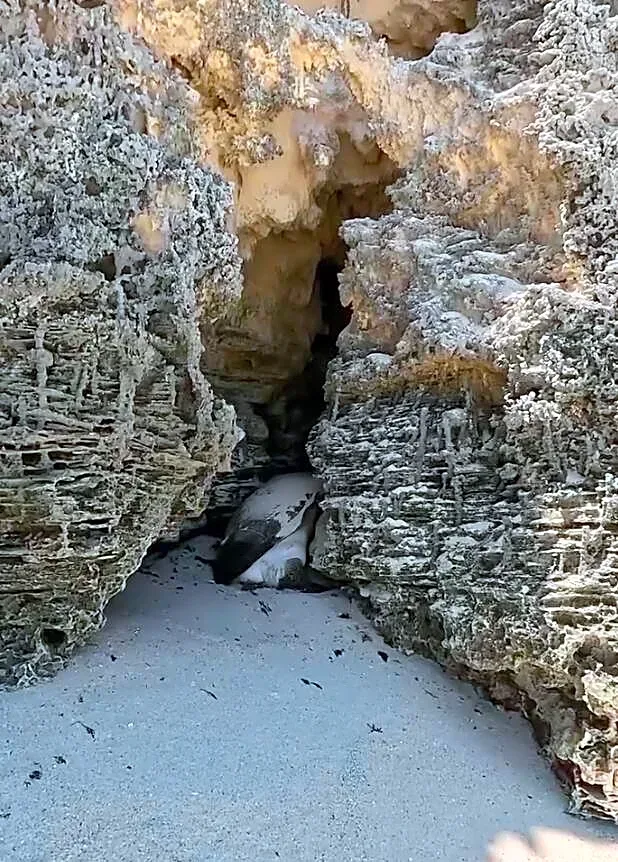 Beachgoers Find Giant Turtle Wedged Between Rocks And Realize She's Alive