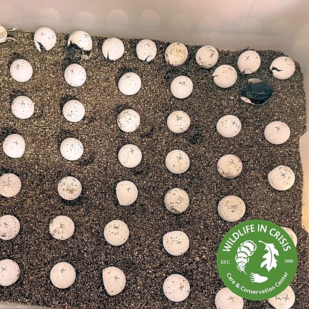 Rescuers Take In 55 Orphaned Eggs And Wait All Summer For Them To Hatch