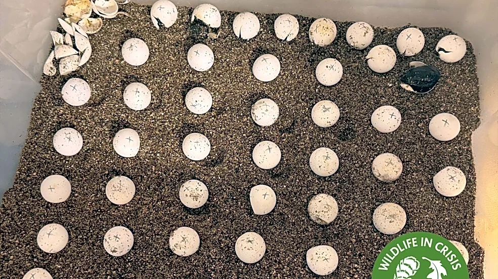 Rescuers Take In 55 Orphaned Eggs And Wait All Summer For Them To Hatch