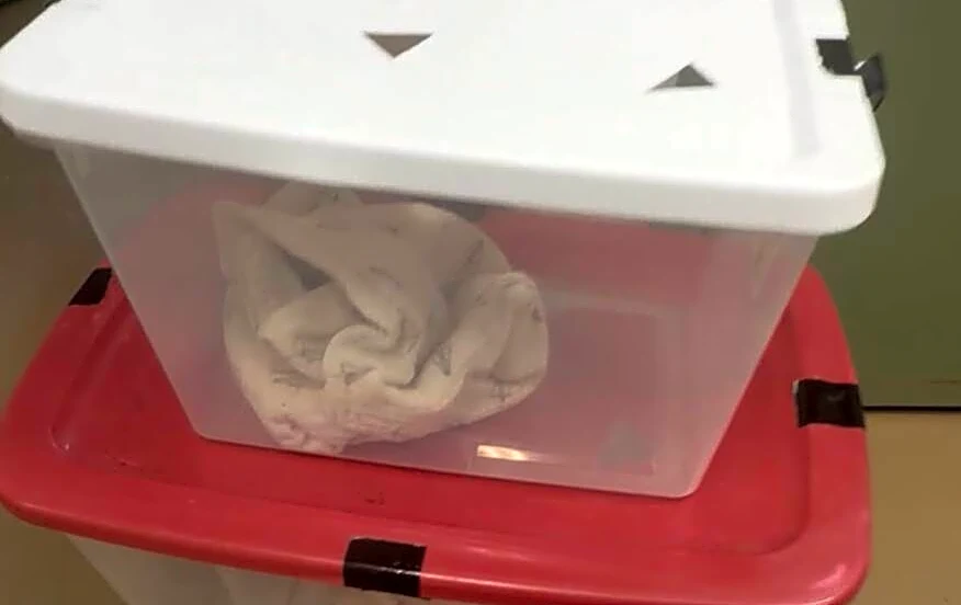 Vet Opens Plastic Bin And Finds Family 'Panting Heavily' In 80-Degree Heat