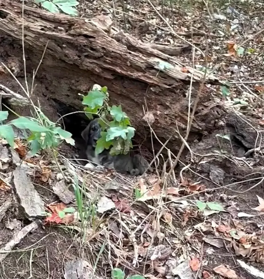 Mother And Daughter Spot 'Log' Moving In Woods — And Rescue 3 Abandoned Babies