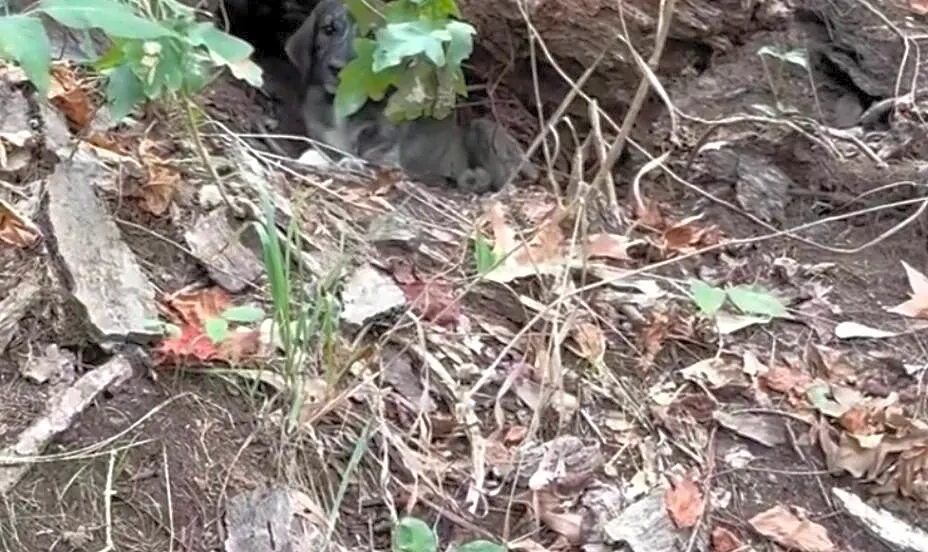 Mother And Daughter Spot 'Log' Moving In Woods — And Rescue 3 Abandoned Babies