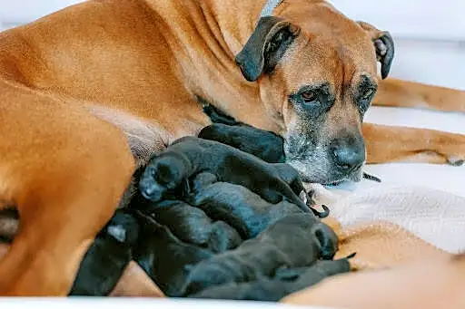 Pregnant Mom Duo Give Birth At Shelter And Watch All Their Babies Get Adopted Without Them