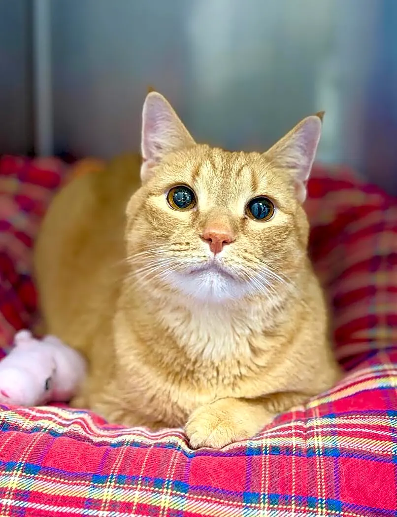Shelter Cat Comforts Himself By Burying Face In His Old Owner's Shoes