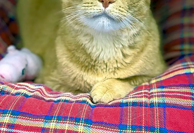 Shelter Cat Comforts Himself By Burying Face In His Old Owner's Shoes